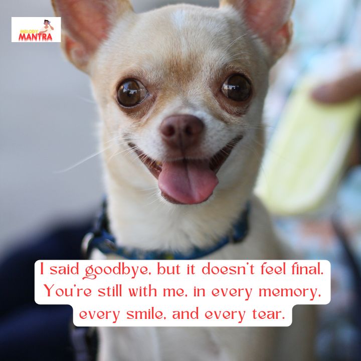 Final goodbye dog death quotes